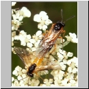 Athalia circularis - Blattwespe 01a.jpg